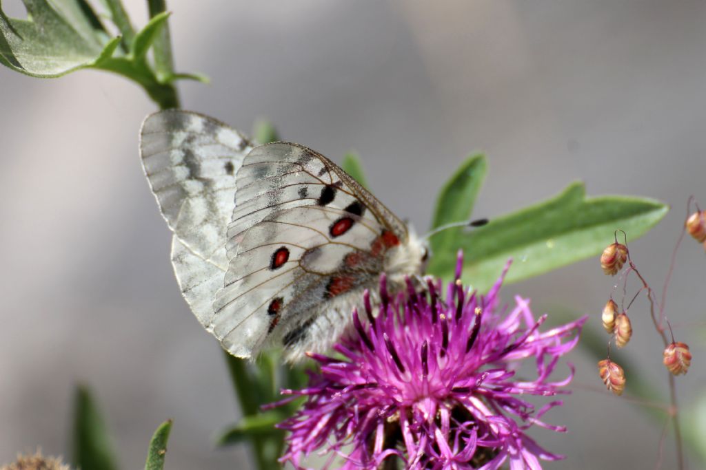 Questa invece Parnassius apollo